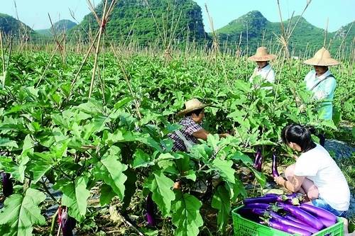 广西恭城县依托自然生态优势积极发展无公害蔬
