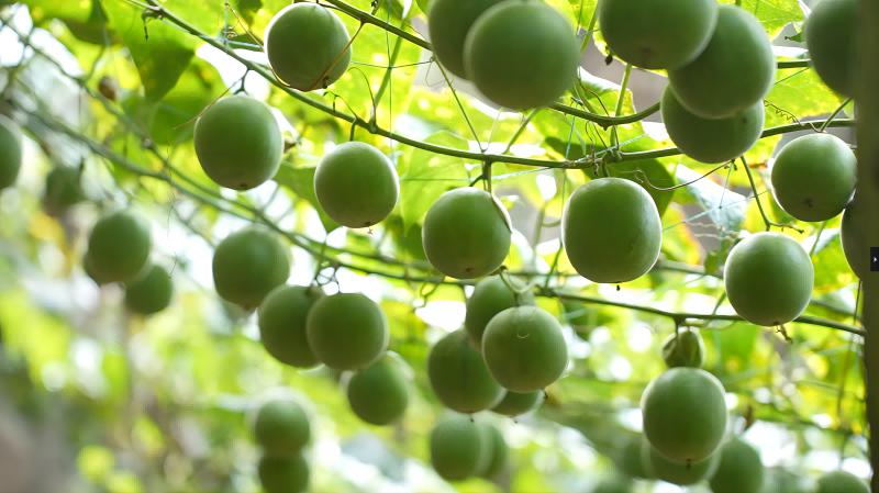 永福:小小罗汉果连通国际大市场