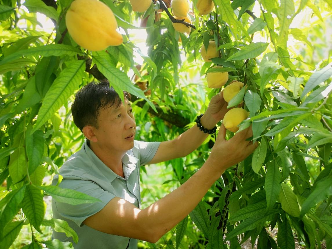 “桃李芳香”旺了产业 富了村民