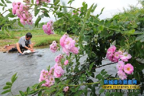 新华网-上思县网站
