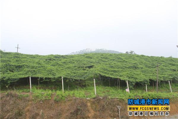 百香果香了一片山