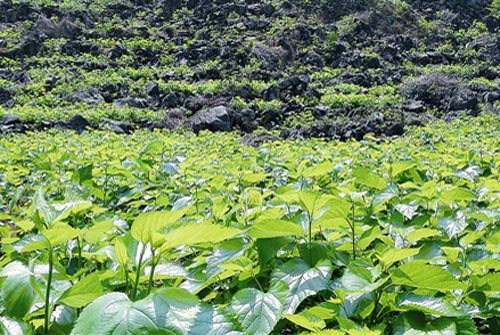 新华网-横县网站