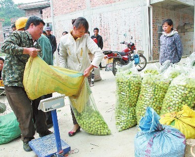 新华网-大新县网站