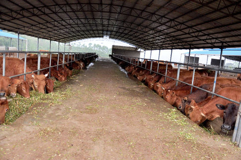 新华网-上思县网站