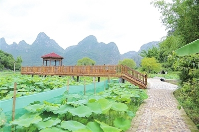 武宣通挽镇多渠道增加农民收入