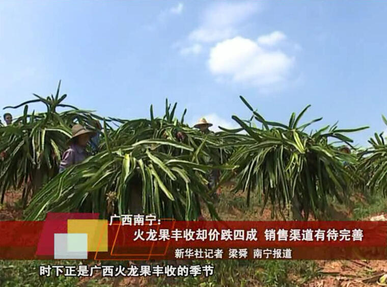 广西南宁:火龙果丰收却价跌四成+销售渠道有待