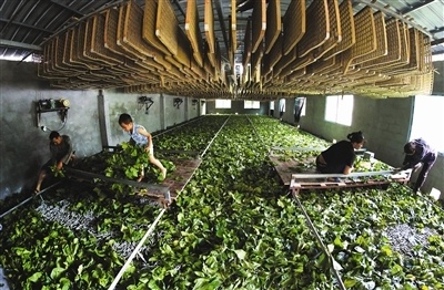 凤山:自动化养蚕便民促增收