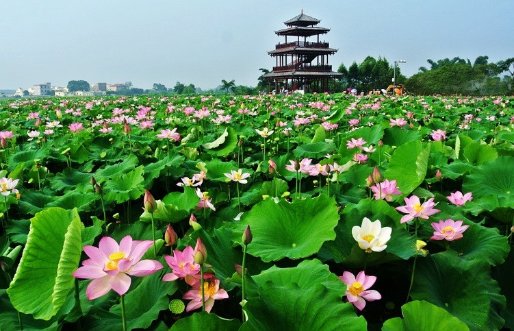 贵港市打造出门见荷景观