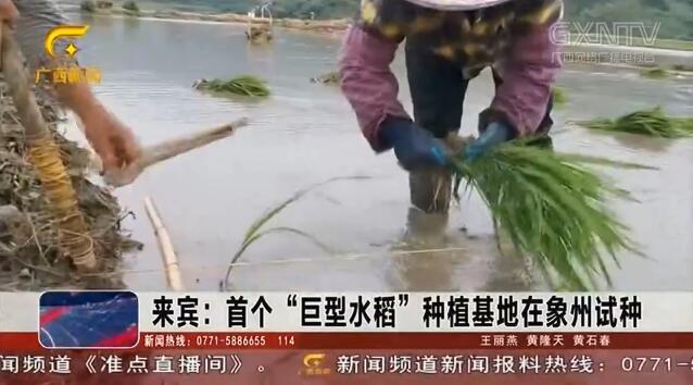来宾：首个“巨型水稻”种植基地在象州试种
