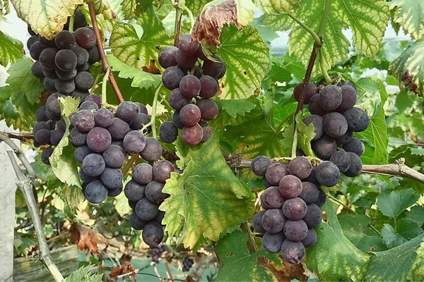 “南方吐鲁番”的葡萄熟了