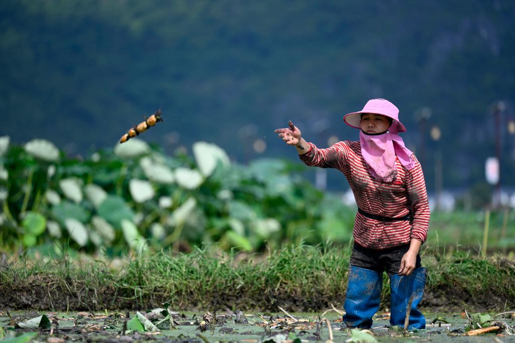 夏至临近 万亩荷塘&ldquo;双抢&rdquo;忙