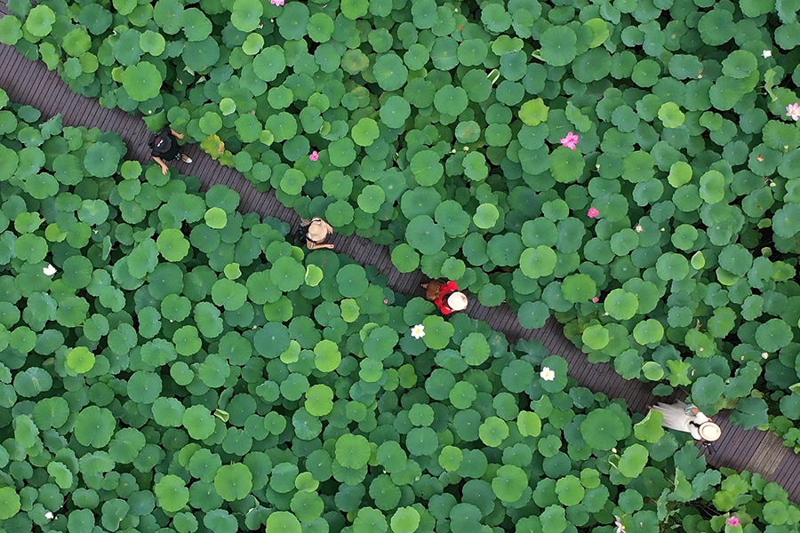 【&ldquo;飞阅&rdquo;中国】会仙湿地里的&ldquo;水中仙子&rdquo;