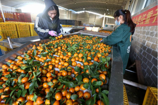 北流市：砂糖橘产业壮大村级集体收入