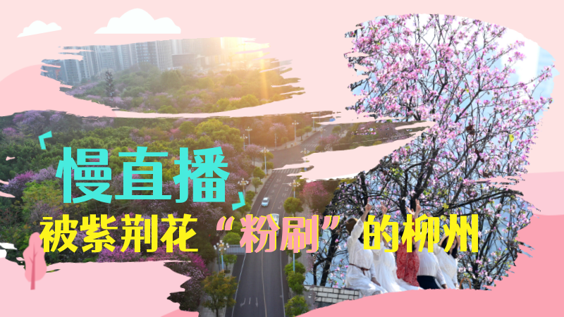 慢直播——被紫荆花“粉刷”的柳州
