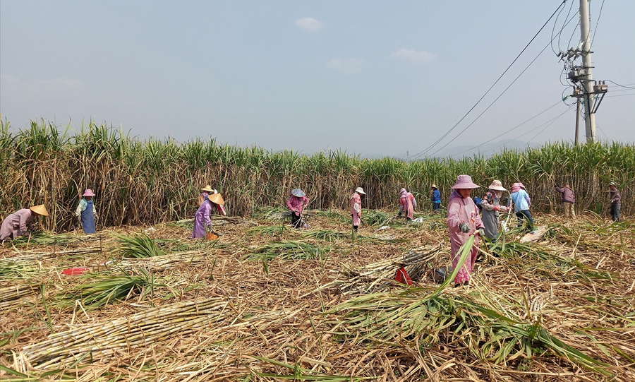 农行广西分行:行走在春耕一线