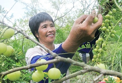 兴业县山心镇千亩余甘果丰收