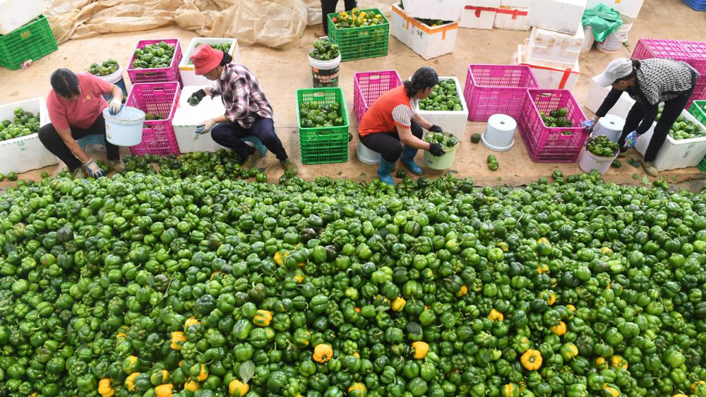 广西贺州：现代设施蔬菜园助推乡村振兴