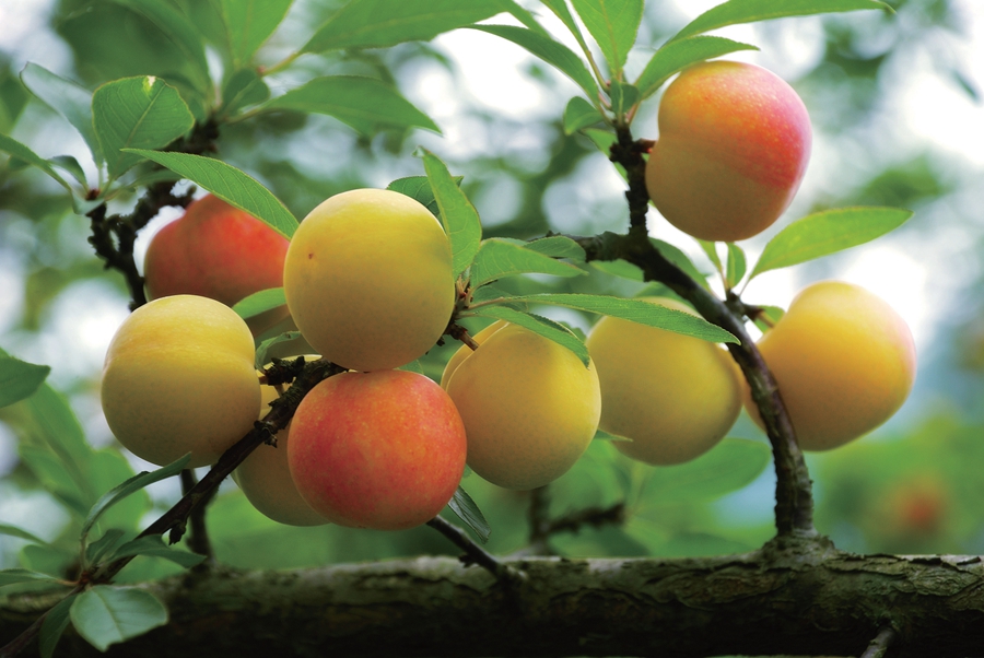 南丹上半年水果总产值预计达3629万元