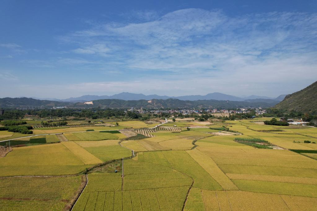 广西柳州：秋高气爽抢收忙