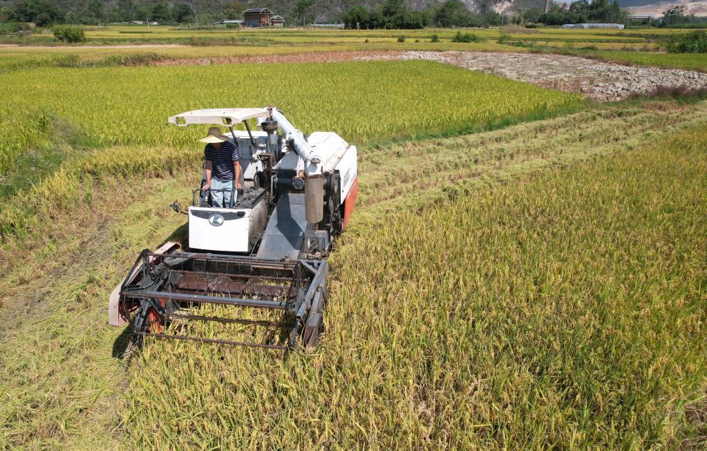 广西柳州：秋高气爽抢收忙