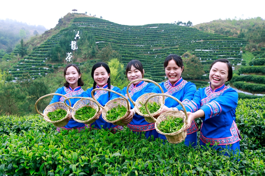 广西南丹：产业发展赋能乡村振兴