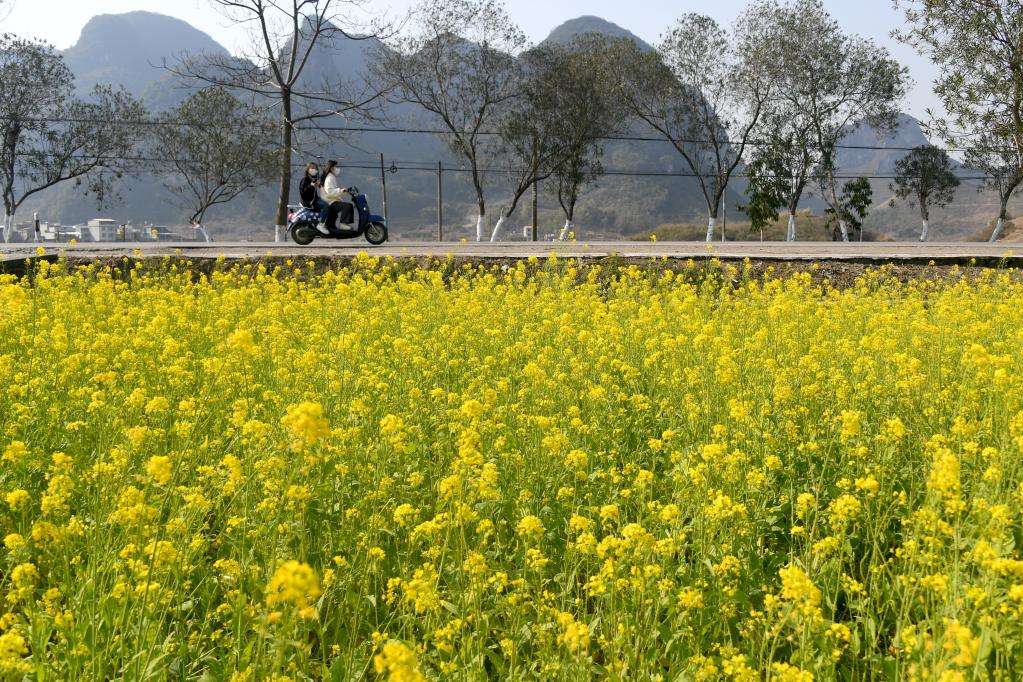 油菜花開迎春來