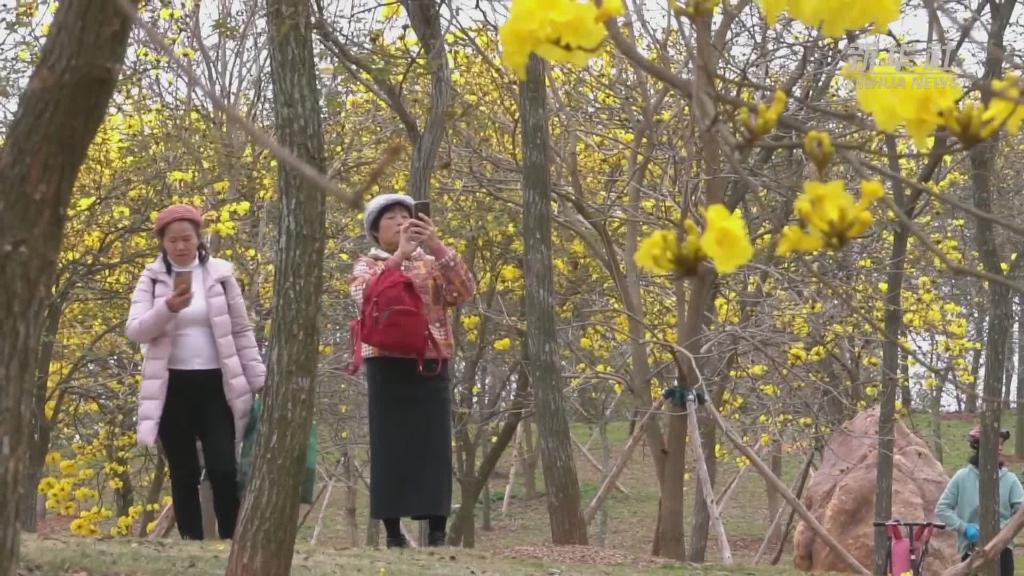 向春而行 “赏花经济”持续升温