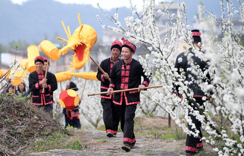 广西金秀：李花绽放迎客来