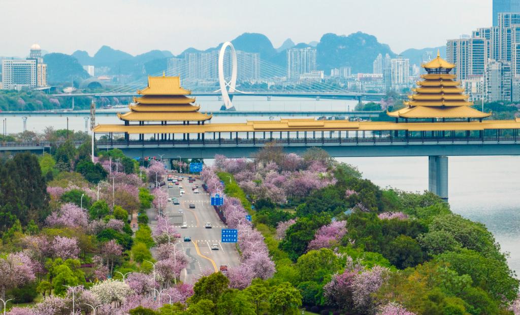 廣西柳州：粉色“花路”景如畫