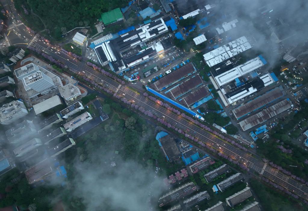 廣西柳州：一城繁花香滿路