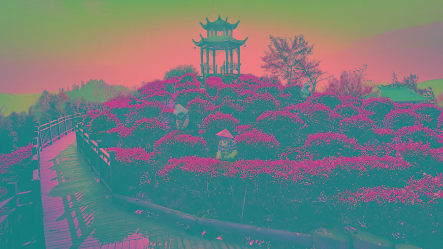 西林：茶叶种植带动群众家门口就业
