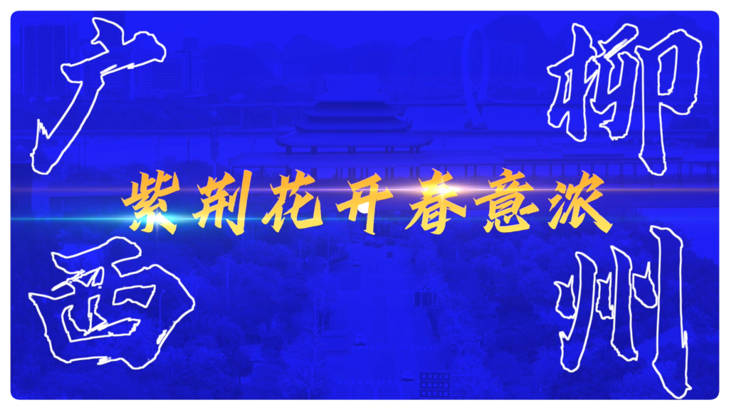 广西柳州：紫荆花开春意浓