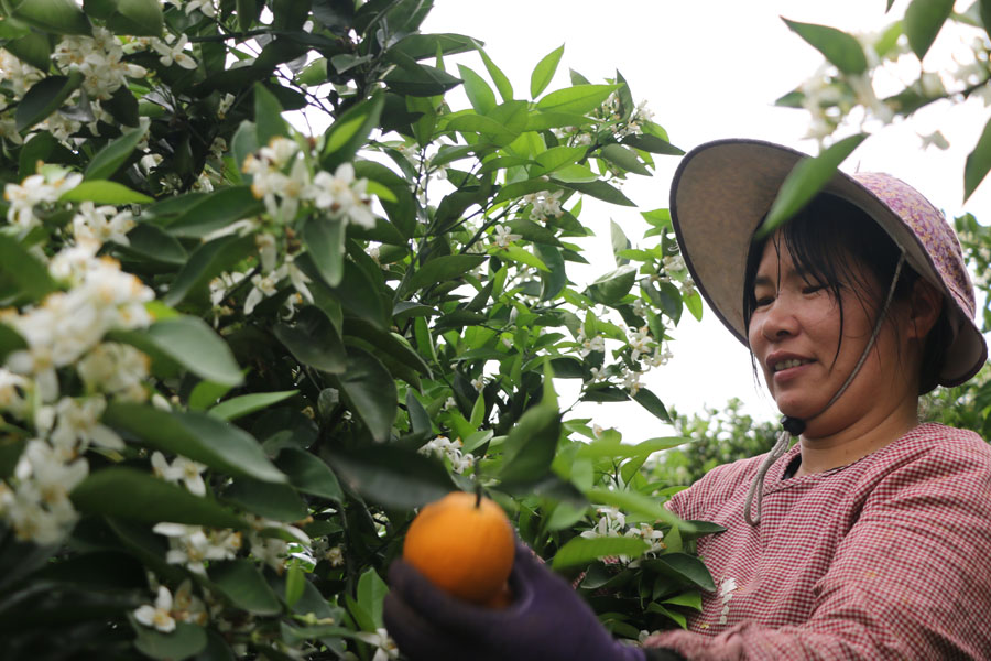 平乐夏橙丰收