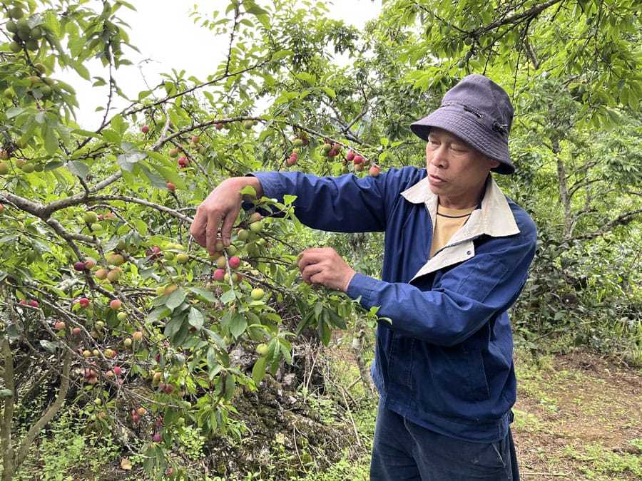 靖西：小李子敲开“致富门”