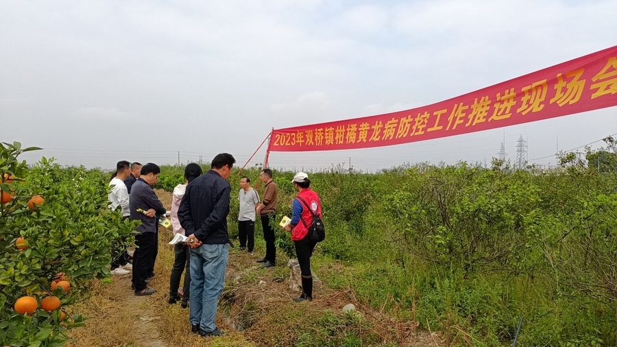 武鸣区双桥镇全力做好黄龙病防治工作 确保沃柑产业持续健康发展