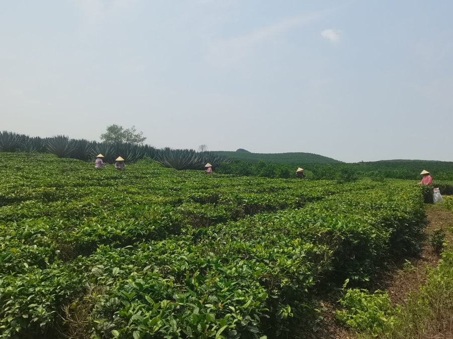 武鳴區府城鎮：風光無限好 茶葉採摘忙