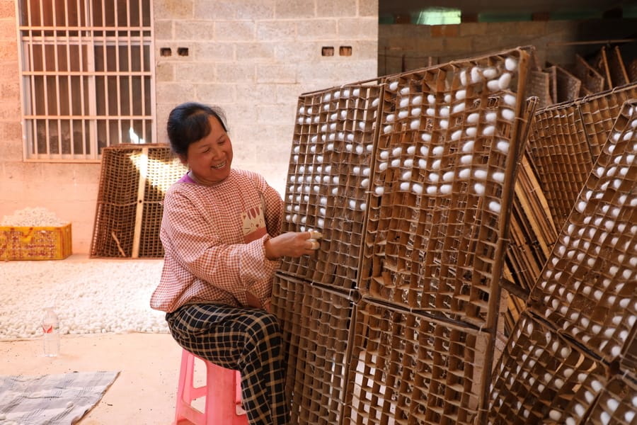 靖西：春蚕结出致富茧 鼓起蚕农“钱袋子”