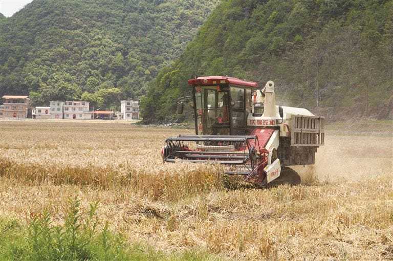 麦香四溢 冬小麦喜获丰收