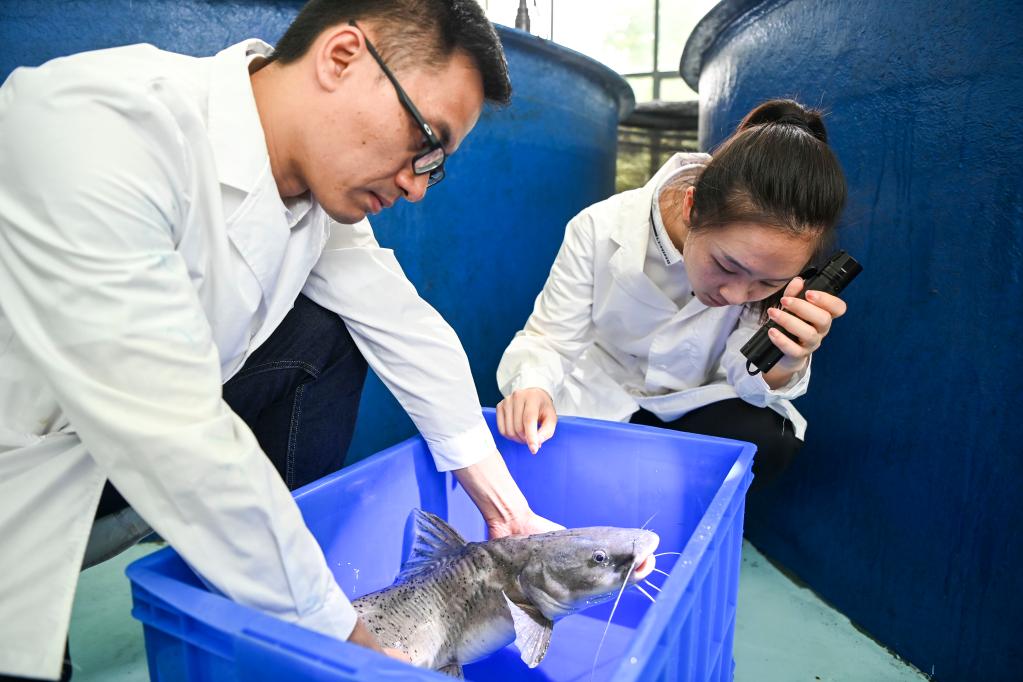 廣西大藤峽水利樞紐科研團隊助力保護珠江流域水生生物多樣性