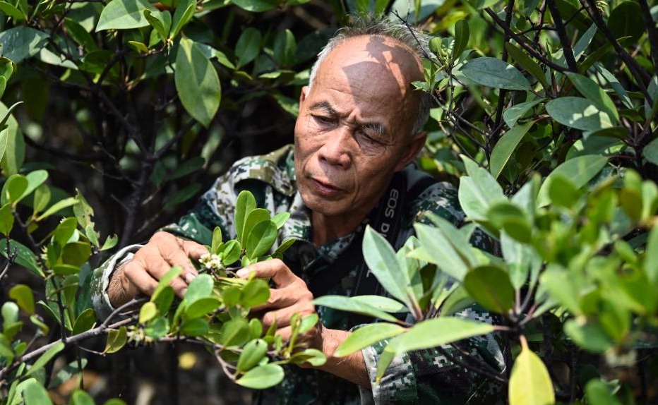 守护红树林30年