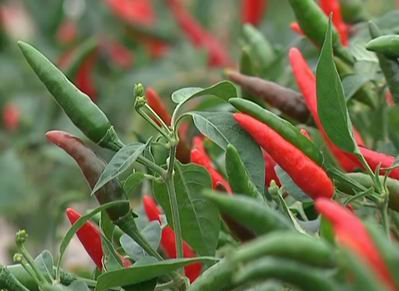 新华网广西频道--新华视频