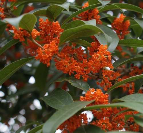 阳朔县:丹桂年产值超500万元