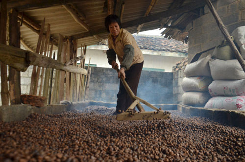 罗城:兼爱高山茶油又飘香
