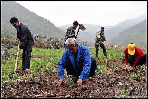 柳江:百香果种植收入倍增