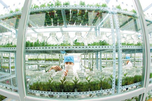 玉州区建成广西最大的石斛种苗基地