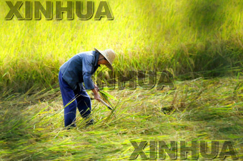 新华网-上思县网站